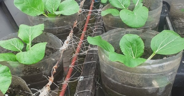 Як посадити огірки без грядок та зекономити місце на городі: оригінальний спосіб з пляшками