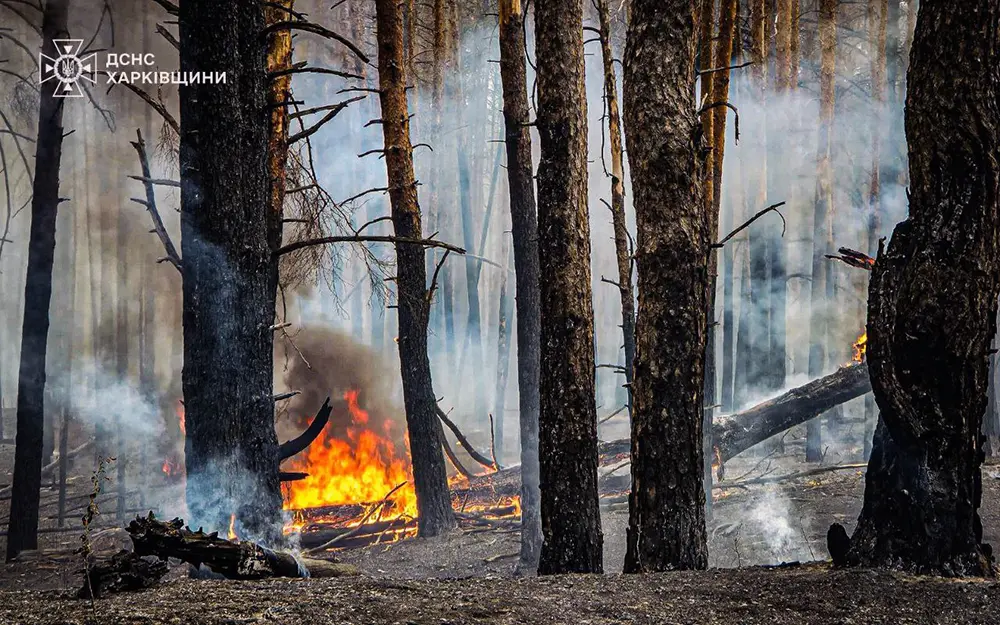 Бійці ДСНС загасили масштабну лісову пожежу на Харківщині (фото)