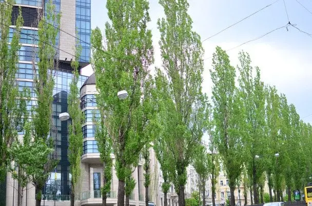Чому в СРСР повсюди садили тополі та навіщо зараз їх активно вирубують: про це цікаво знати