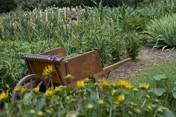 Місячний посівний календар на червень 2025 року: запишіть сприятливі дні для городніх робіт на початку літа