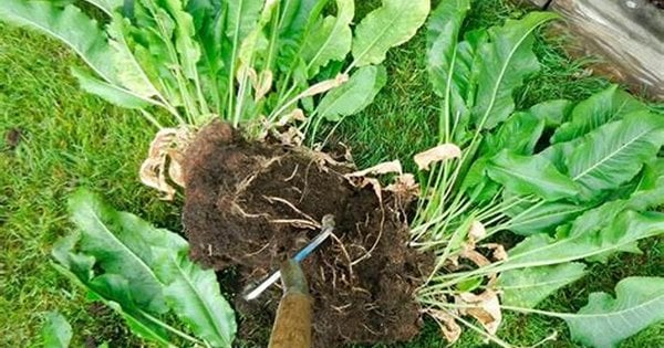 Не тільки приправа, а й проблема: як вивести назавжди хрін з городу