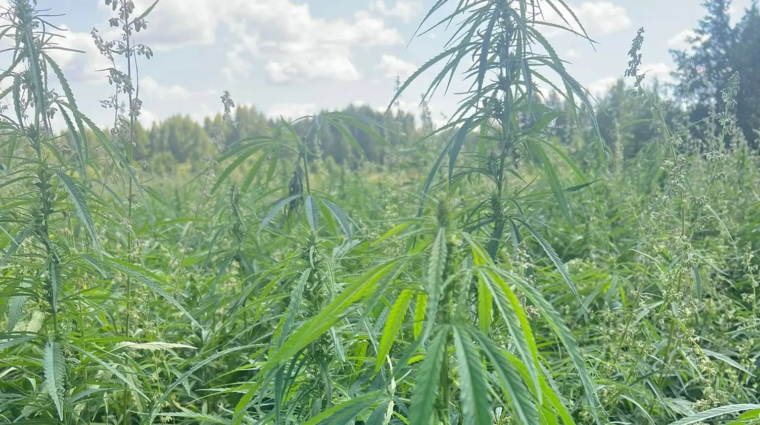 Індустріальний парк "МаʼРижани" подвоїть обсяги переробки коноплі
