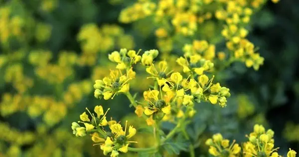 Що посіяти після цибулі для відновлення ґрунту: проста рослина з потужним ефектом