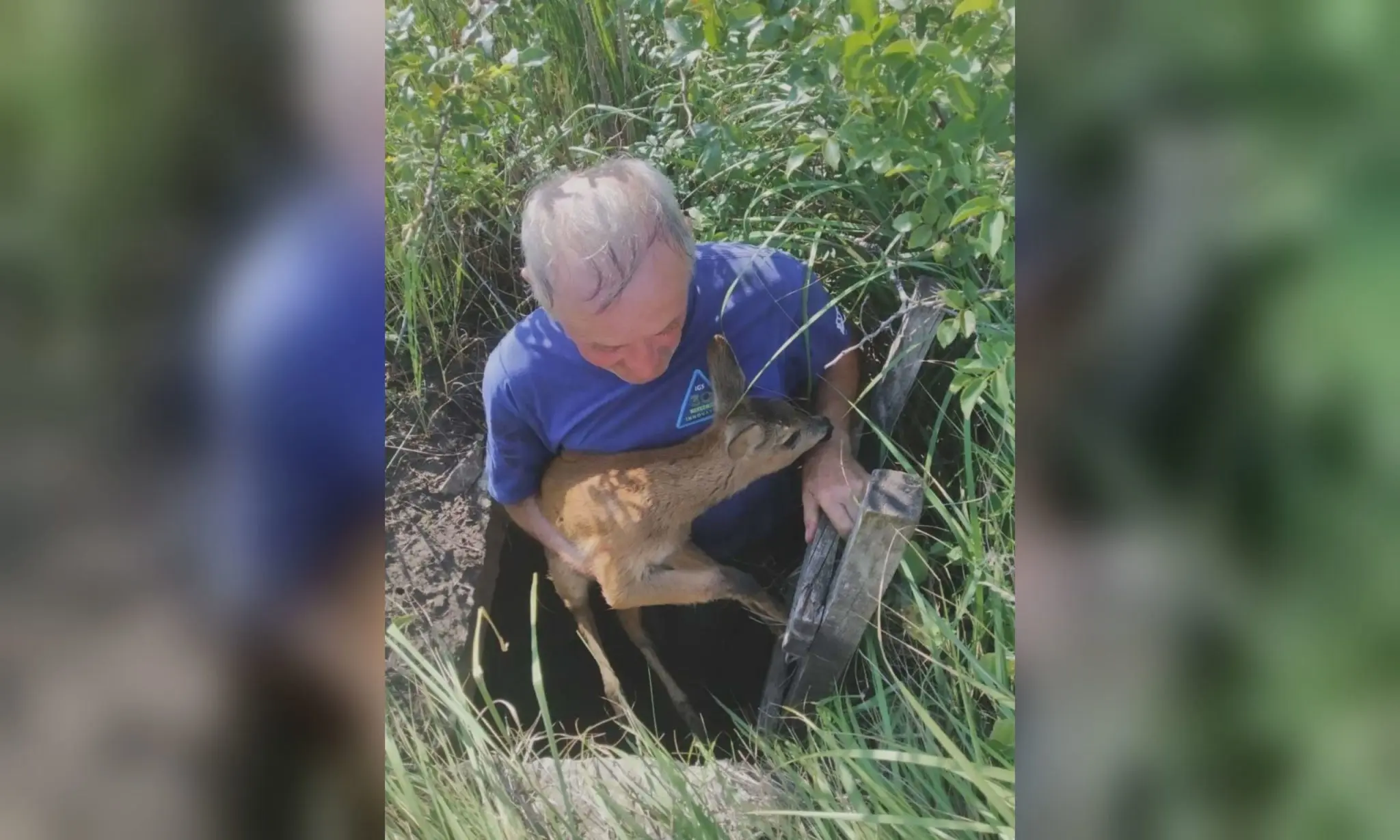 Дике козеня впало у колодязь на Харківщині, його врятували жителі (фото)