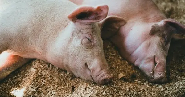Африканська чума свиней на Прикарпатті: зафіксовано випадок та