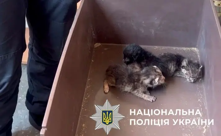Поліція Києва врятувала родину котів після смерті господині