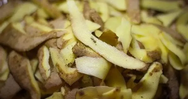 Добриво з картопляних шкірок робить дива чи завдає шкоди? Несподівана відповідь