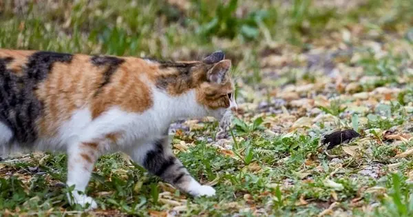 Це не просто їжа: чому коти полюють на мишей