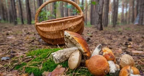 Гриби у серпні на Львівщині: де шукати та що збирати