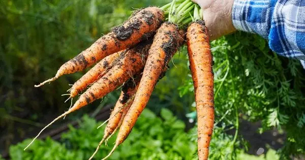 Ваш урожай під загрозою: які культури варто прибрати з городу у вересні