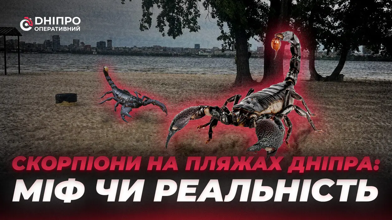 Скорпіони на пляжах Дніпра: експерти пояснили, чи справді це можливо