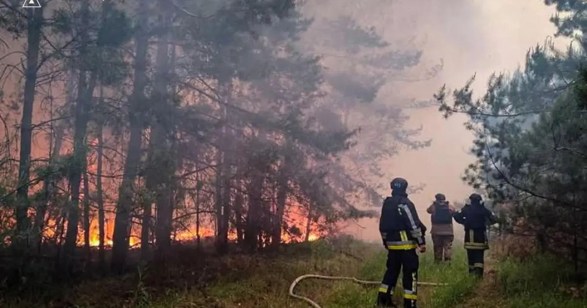Ворожі обстріли підпалили ліс на Харківщині