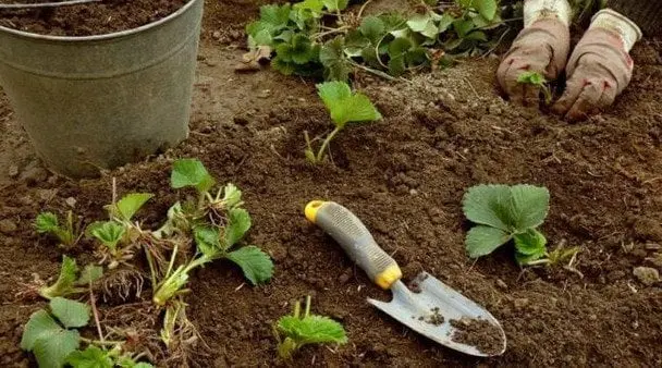 Осіння посадка полуниці: секрети успіху