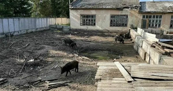 Львівський бізнесмен організував розведення свиней у житловій зоні Брюховичів