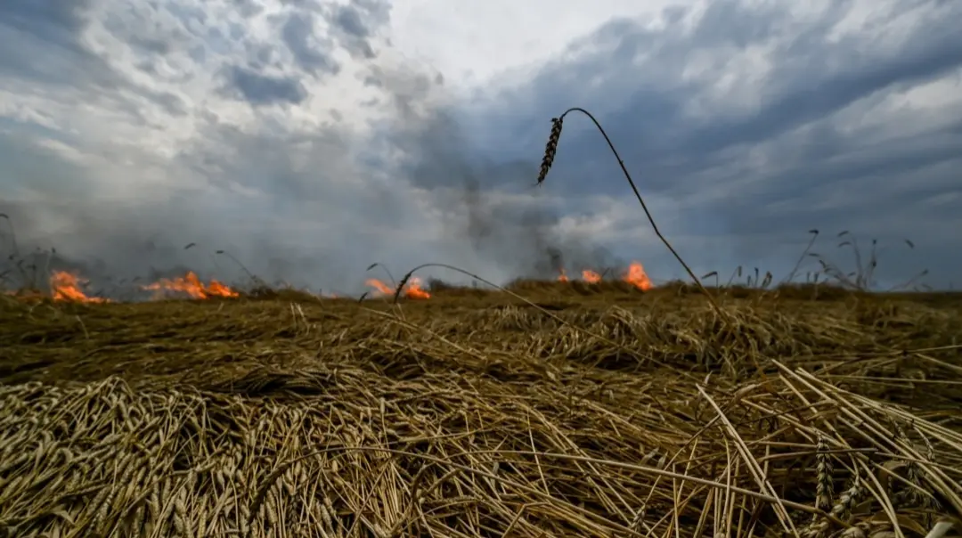 На Запоріжжі через обстріли згоріло майже 700 гектарів посівів
