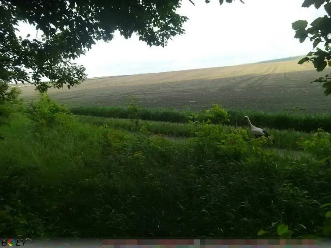 Кабани, козулі та лелека потрапили у фотопастку до вінницьких прикордонників