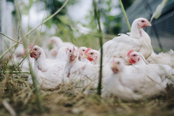 Чи можна використовувати курячий послід для підживлення плодових дерев: які з них полюбляють таке добриво