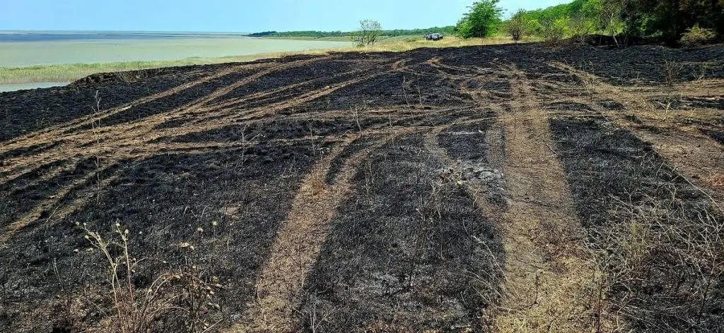 На Одещині горів природний заповідник: знищено рідкісні рослини, загинули тварини (фото)