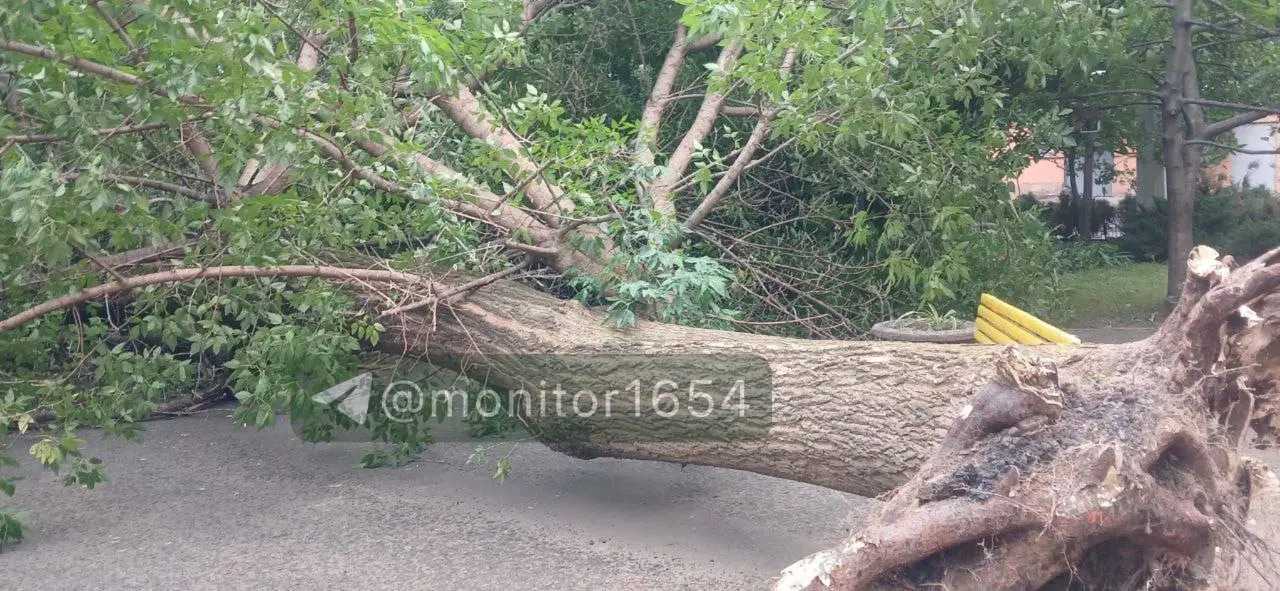 Вітер у Харкові: дерева впали на дитмайданчик, в зоопарку і саду Шевченка 📹