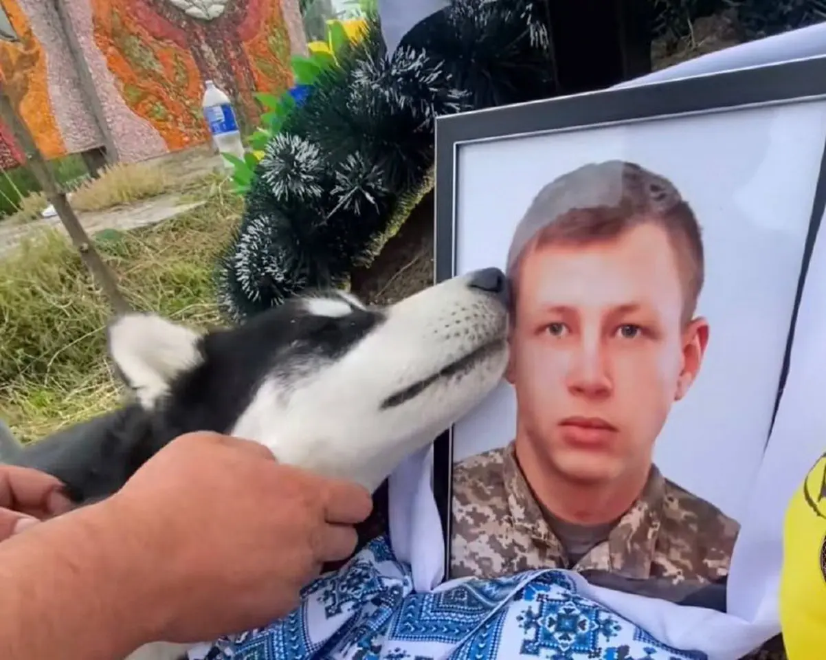 На Вінниччині собака прийшов на могилу свого господаря, який загинув на війні