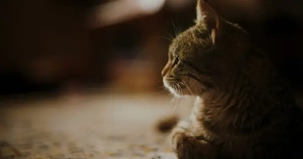 Не лякайтеся: чому коти і собаки люблять витріщатися в темряву або порожнечу