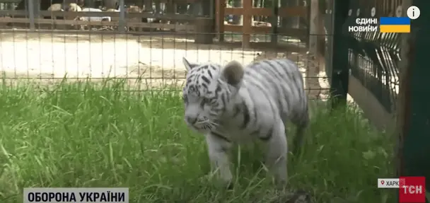 У Харкові собака стала “мамою” для двох тигренят: зворушливе відео