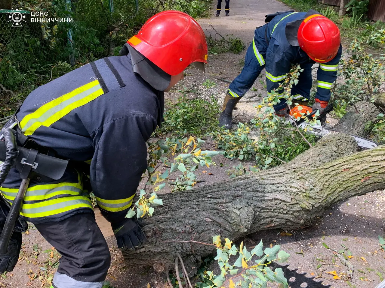 Сильний вітер валив дерева на Вінниччині: рятувальники працювали у п’яти громадах