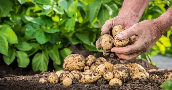 Встигніть вчасно: які сприятливі дні для копання картоплі у вересні