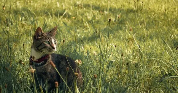 Як допомогти домашньому улюбленцю пережити спеку: корисні поради