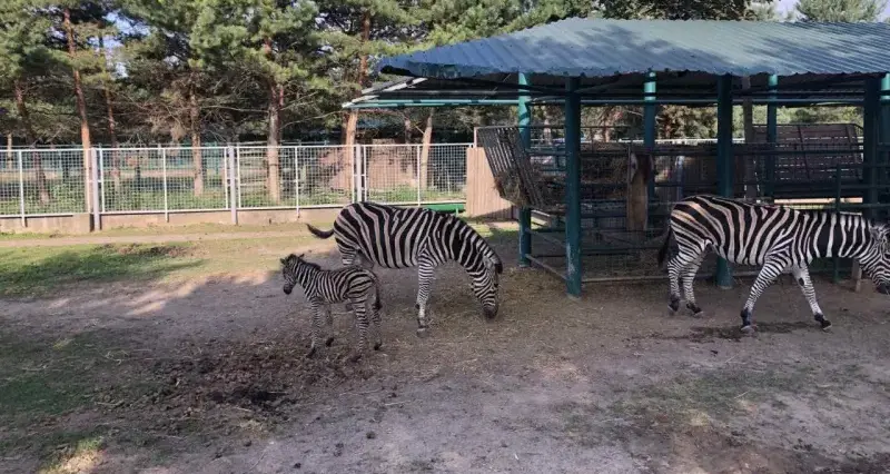 У Подільському зоопарку народилася зебра!