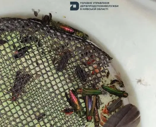 На Київщині оголошено карантин через небезпечного шкідника ясенів