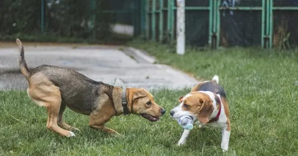 Чи можна собакам гратися з пластиковими пляшками: несподівана відповідь