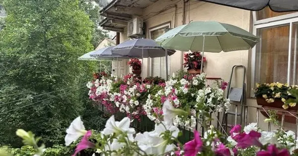 У Львові нагородили власників найгарніших квітучих балконів