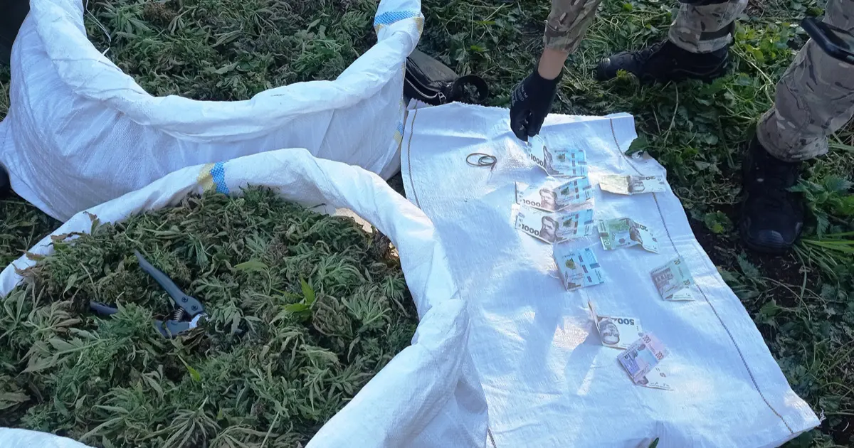 Понад 120 кг канабісу: на Вінниччині викрили наркоторговців із багатомільйонним прибутком
