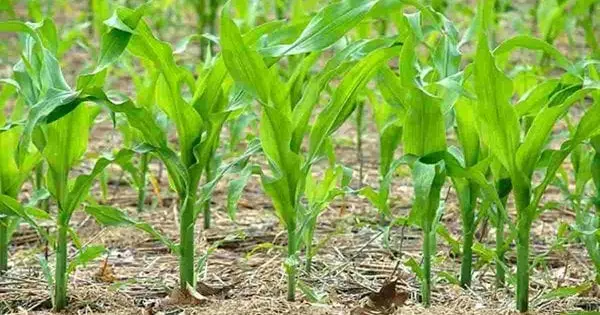 Визначити потрібні добрива для кукурудзи можна по кількості листків: як саме