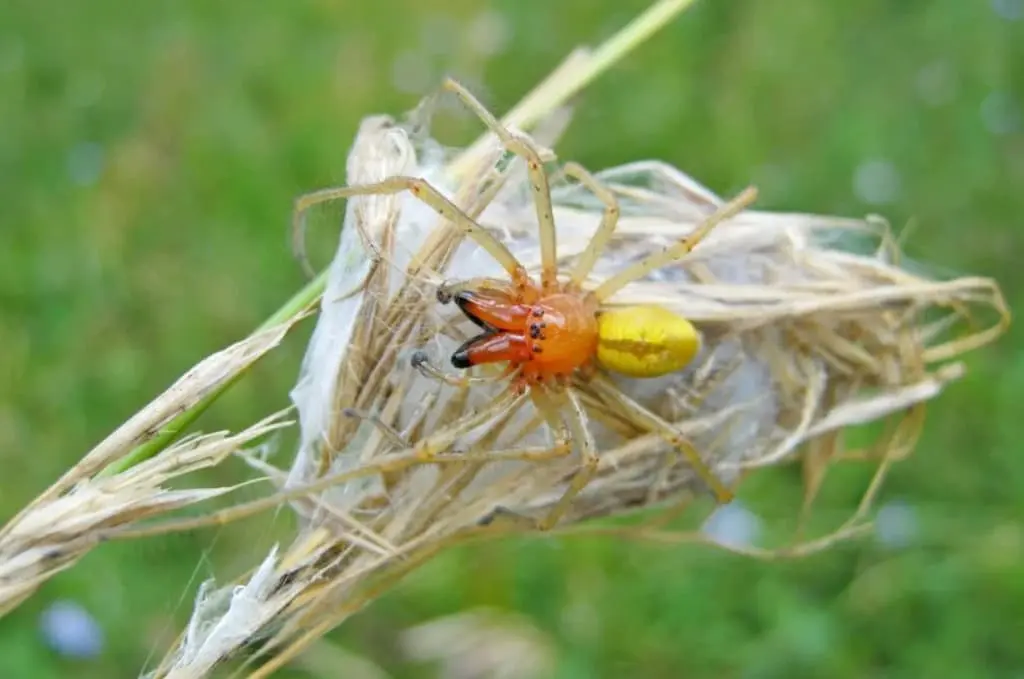 Yellow Sac Spider Spotted in Tuzlovskyi Lyman National Park