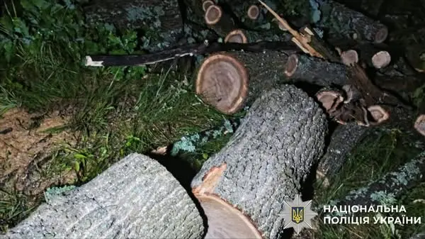 На Київщині судитимуть організатора незаконної вирубки лісу на понад 300 тисяч гривень
