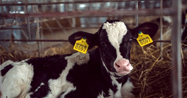 Українським аграріям платитимуть по 7 тис. грн за корів на фермах
