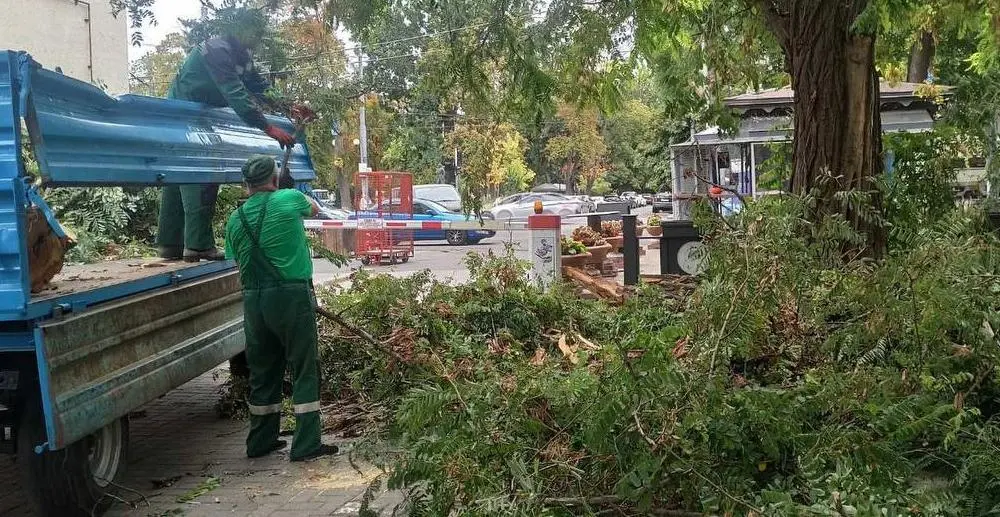 В Одесі внаслідок негоди повалено 73 дерева та великі гілки