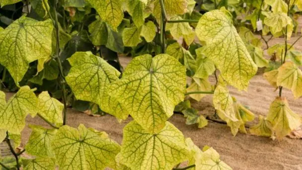 Жовтіє листя огірків: який копійчаний продукт допоможе швидко вирішити проблему