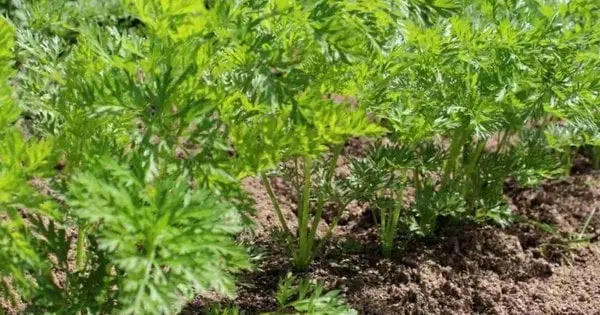 Чудовий момент для другого врожаю: які культури варто сіяти у вересні