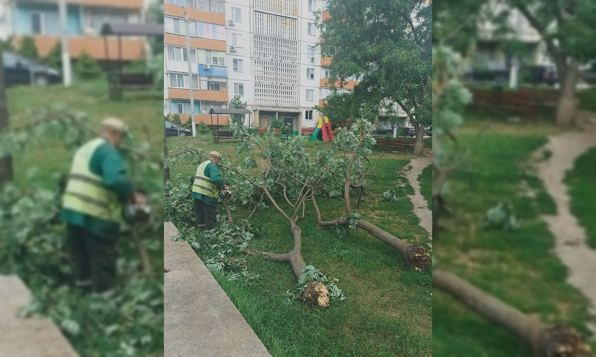 40 дерев повалив вітер у Харкові, комунальники працювали до ночі (фото)