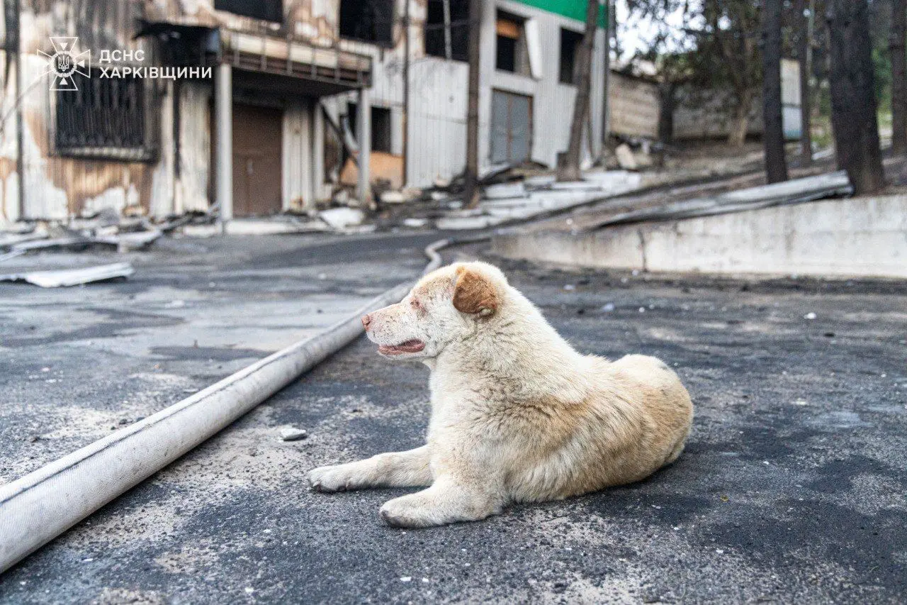 Пса, який вижив під час атаки БпЛА на Чугуїв, показала ДСНС Харківщини (фото)