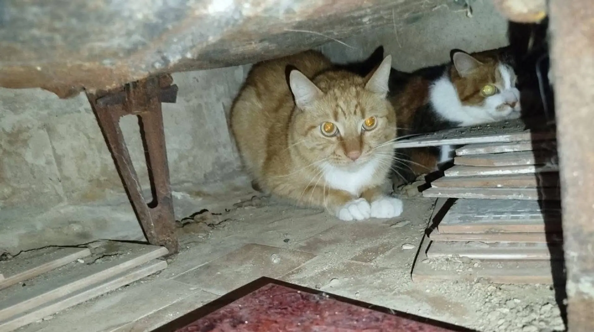 У Києві врятували 7 котів, які вижили після ракетного удару