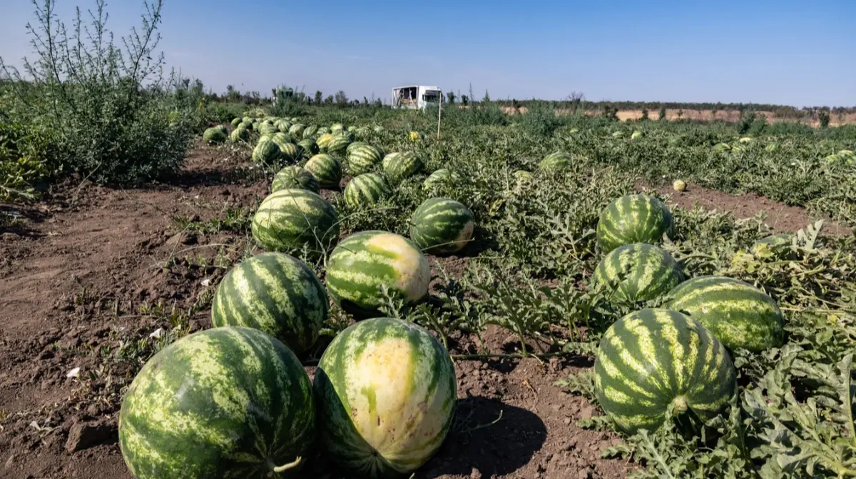 Ціни на кавуни стрімко знижуються, але посуха позначилася на якості