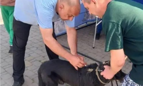 У Вінниці щеплення від сказу отримали понад три тисячі чотирилапих