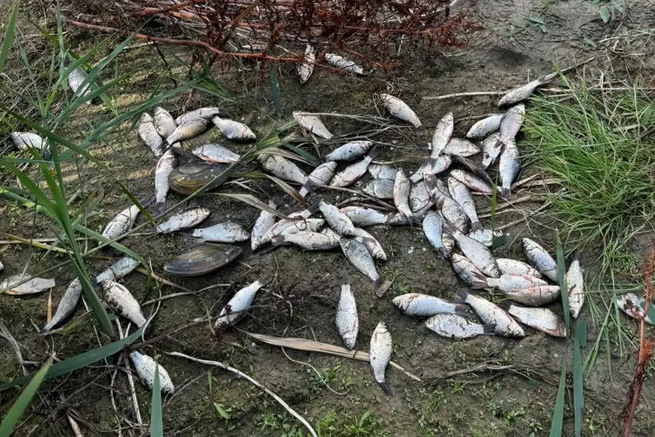 На Вінниччині чоловік незаконно наловив карасів на майже 140 тисяч гривень