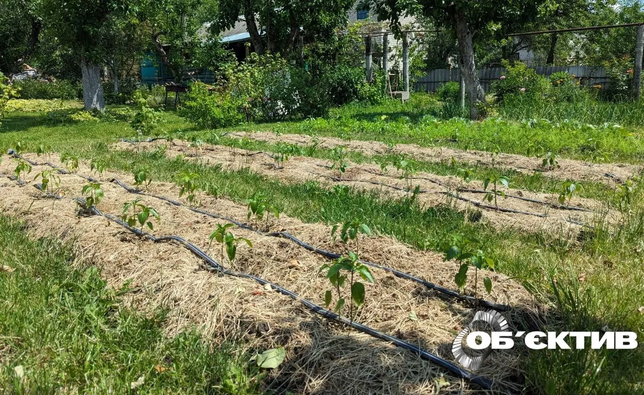 Посуха: на Харківщині заборонили полив городів з водопроводу без лічильників