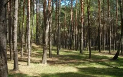 На Вінниччині громаду зобов’язали повернути державі три земельні ділянки лісу