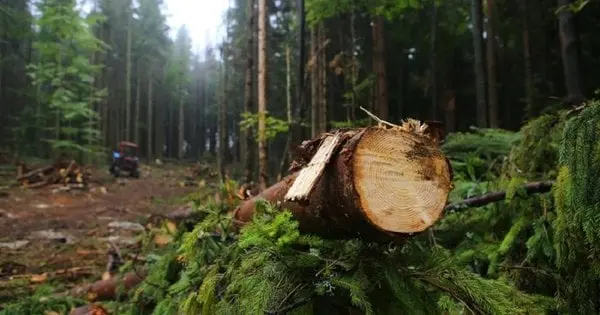 З ДП «Ліси України» в суді стягнули 3 млн грн за незаконну вирубку дерев на Закарпатті